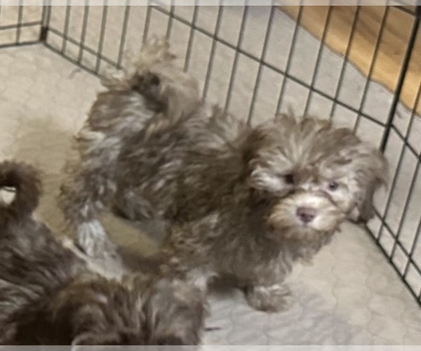 Medium Photo #5 ShihPoo Puppy For Sale in GLOUCESTER, VA, USA