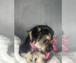 Small #9 Morkie