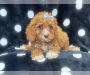 Cavapoo-Poodle (Miniature) Mix Puppy for sale in LAKELAND, FL, USA