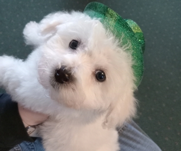 Medium Photo #1 Bichon Frise Puppy For Sale in TORONTO, OH, USA