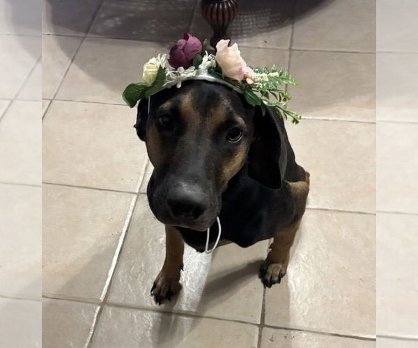 Medium Photo #2 Black and Tan Coonhound-Labrador Retriever Mix Puppy For Sale in Brewster, NY, USA