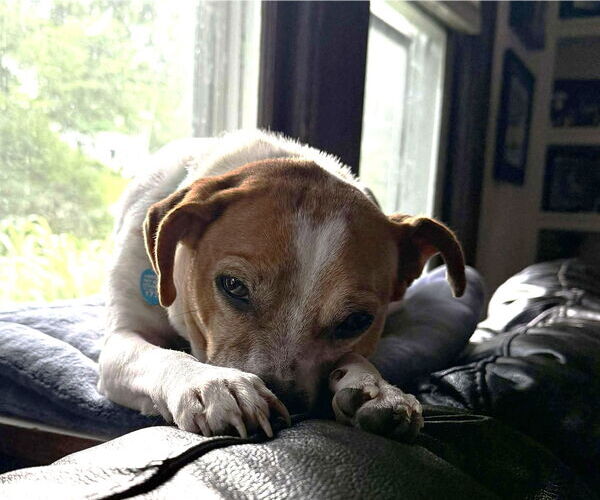 Medium Photo #18 Jack-A-Bee Puppy For Sale in Boonton, NJ, USA