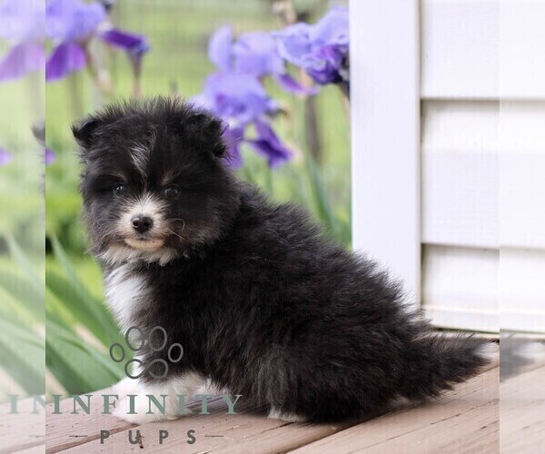 Medium Photo #2 Pomsky Puppy For Sale in NEW HOLLAND, PA, USA