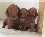 Small Photo #3 Irish Doodle Puppy For Sale in NAMPA, ID, USA