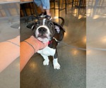 Milkyway  Candy Litter (Trixie mom) - Male American Staffordshire Terrier-Unknown Mix Dog for Adoption - Small photo