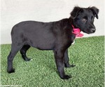 Small #2 Border Collie Mix