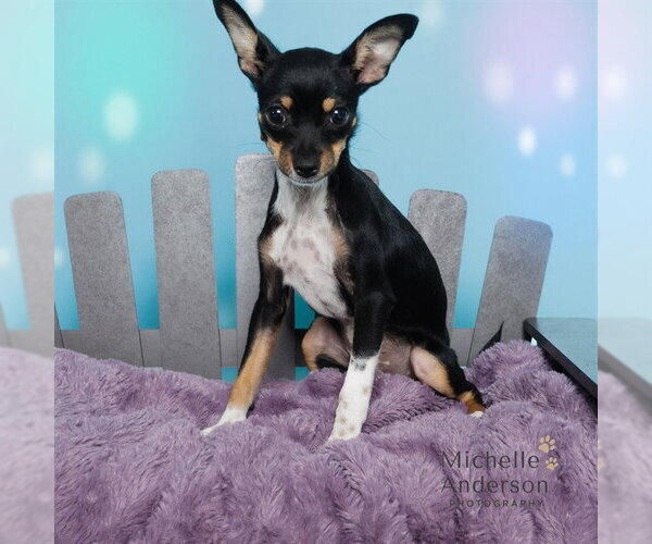Medium Photo #1 Chihuahua Puppy For Sale in Corona, CA, USA