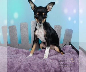 Chihuahua Dogs for adoption in Corona, CA, USA