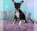 Small Chihuahua