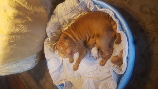 Mother of the Chinese Shar-Pei puppies born on 06/25/2017