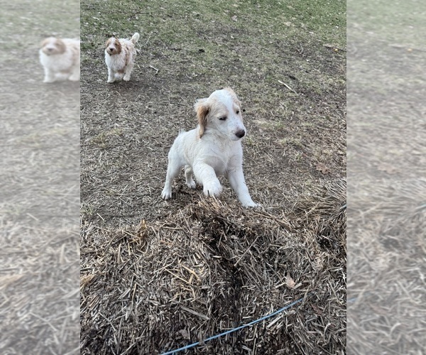 Medium Photo #41 Aussie-Poo-Goldendoodle Mix Puppy For Sale in COMMERCE, MI, USA