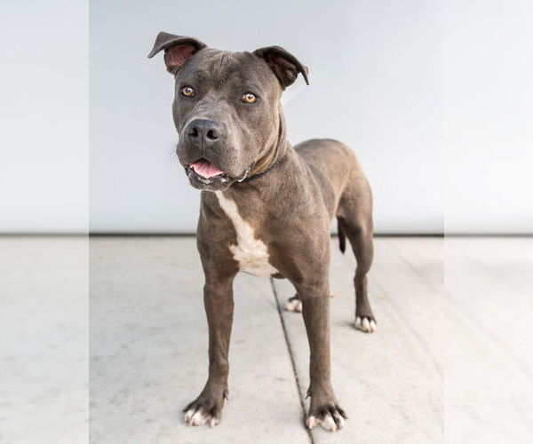 Medium Photo #1 American Pit Bull Terrier-Unknown Mix Puppy For Sale in Pasadena, CA, USA