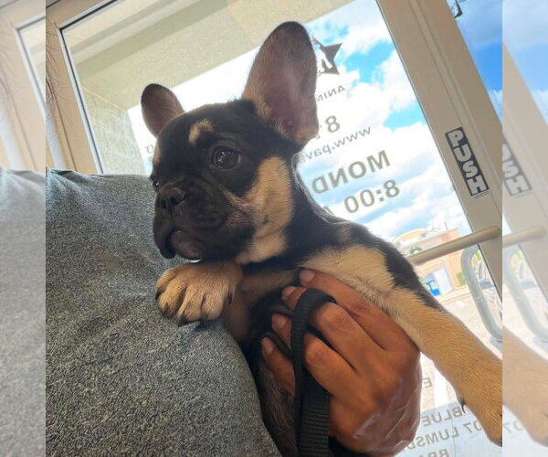Medium Photo #4 French Bulldog Puppy For Sale in Valrico, FL, USA