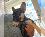 Small #3 French Bulldog