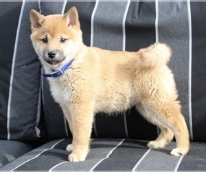 Shiba Inu Puppy for sale in FREDERICKSBURG, OH, USA