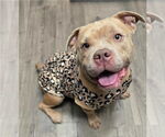 Small #1 American Pit Bull Terrier