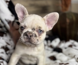 French Bulldog Puppy for sale in WINDSOR, MO, USA