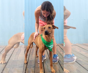 Professor Red - Male Labrador Retriever-Unknown Mix Dog for Adoption - Photo #6