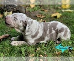 Image preview for Ad Listing. Nickname: Ryder
