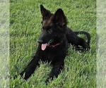 Small #3 German Shepherd Dog