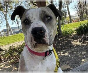 American Pit Bull Terrier Dogs for adoption in Martinez, CA, USA