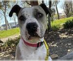 Small American Pit Bull Terrier