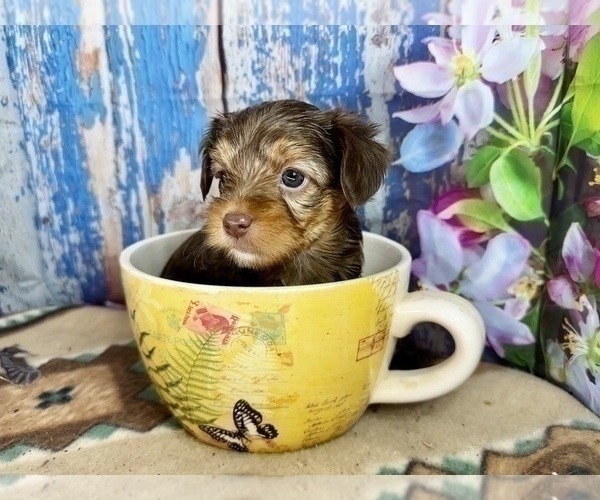 Medium Photo #18 Morkie Puppy For Sale in CASSVILLE, MO, USA