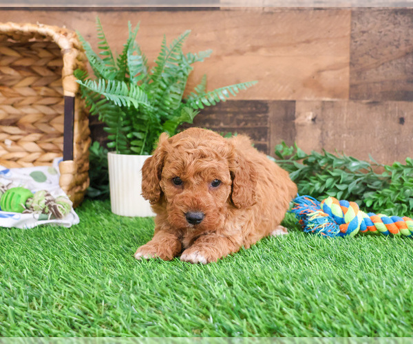Medium Photo #1 Goldendoodle mix (+ Poodle Miniature) Puppy For Sale in SYRACUSE, IN, USA