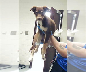 Siberian Husky-Unknown Mix Dogs for adoption in Fayetteville, NC, USA