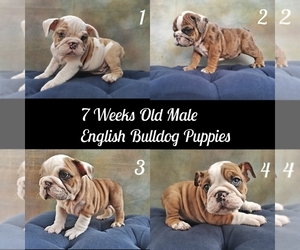 English Bulldog Puppy for sale in GLASSELL, CA, USA