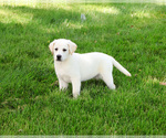 Small #5 Labrador Retriever