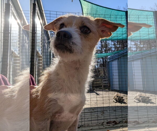 Medium Photo #1 Mutt Puppy For Sale in Murfreesboro, NC, USA