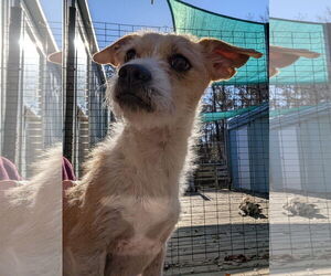 Mutt Dogs for adoption in Murfreesboro, NC, USA