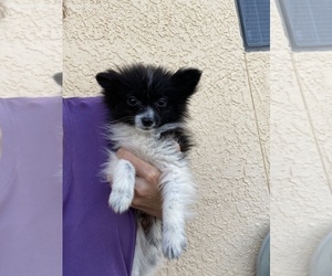 Pomeranian Puppy for sale in SIERRA VISTA, AZ, USA