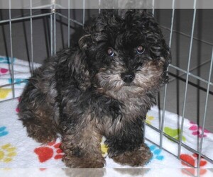 Cockapoo-Poodle (Toy) Mix Puppy for sale in ORO VALLEY, AZ, USA