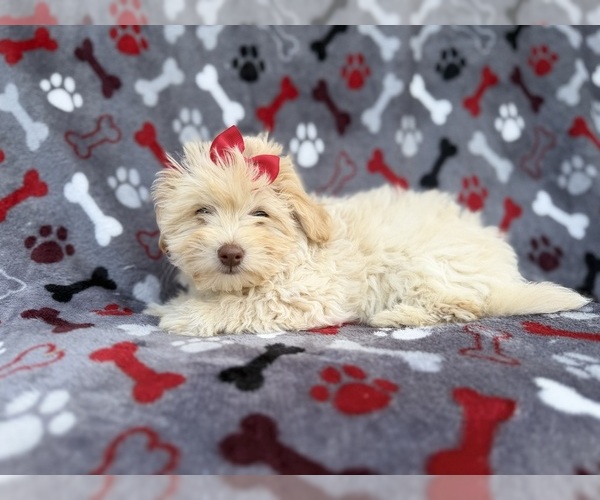Medium Photo #4 Havapoo Puppy For Sale in LAKELAND, FL, USA