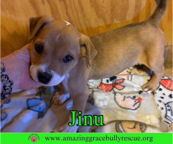 Medium Photo #2 Bulldog-Unknown Mix Puppy For Sale in Pensacola, FL, USA