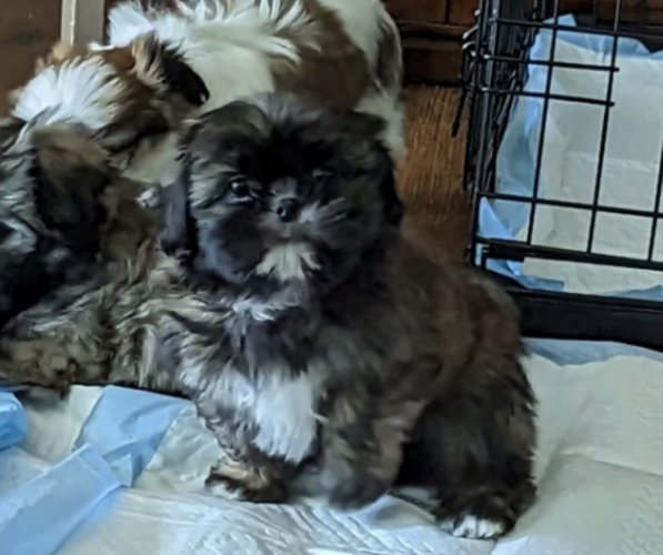 Medium Photo #1 Shih Tzu Puppy For Sale in ATWATER, CA, USA
