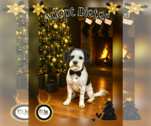 Poodle (Toy) Dogs for adoption in Menifee, CA, USA