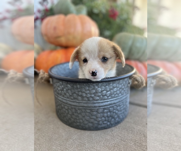 Medium Photo #17 Pembroke Welsh Corgi Puppy For Sale in CENTRALIA, IL, USA