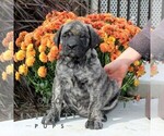 Small Mastiff