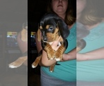 Small Photo #5 Basschshund Puppy For Sale in JAY, OK, USA