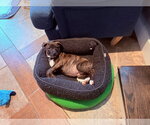 Small Photo #2 Mutt Puppy For Sale in Plainfield, IL, USA