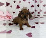 Small #3 Dachshund