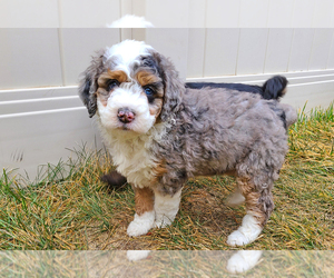 Bernedoodle (Miniature) Puppy for sale in ROY, UT, USA