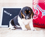 Puppy Bella Australian Cattle Dog-Basset Hound Mix