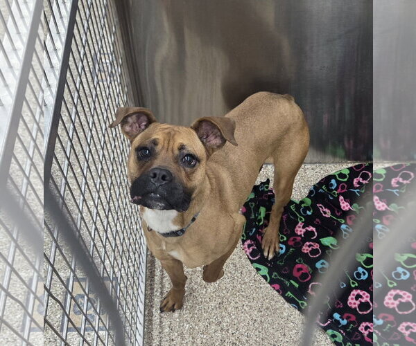 Medium Photo #2 Boxer-Unknown Mix Puppy For Sale in Martinsburg, WV, USA