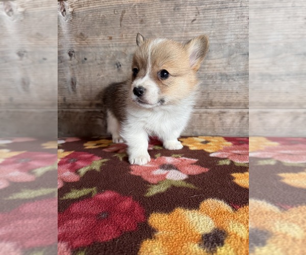 Medium Photo #10 Pembroke Welsh Corgi Puppy For Sale in VERMONTVILLE, MI, USA