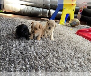 Poodle (Toy)-Yorkshire Terrier Mix Puppy for sale in COLORADO SPRINGS, CO, USA