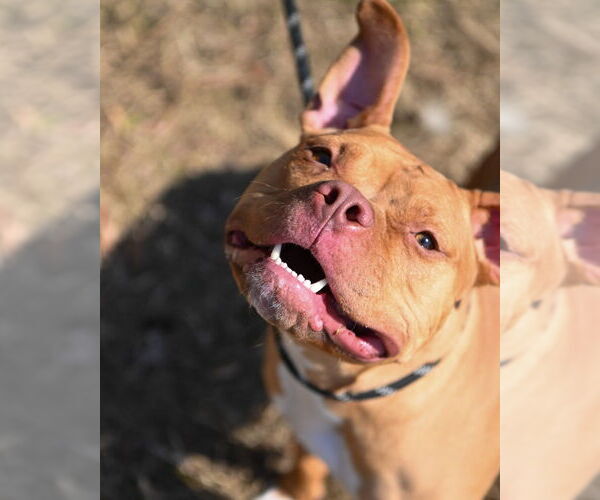 Medium Photo #5 Mutt Puppy For Sale in Glen Allen, VA, USA